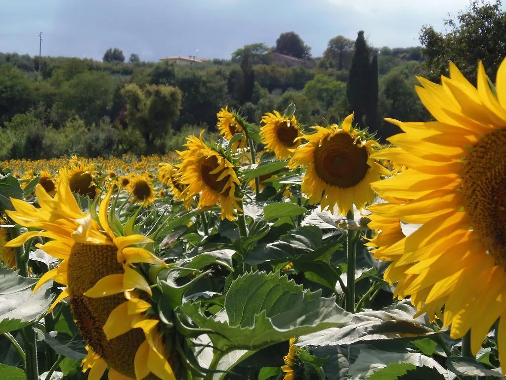 Farm stay Podere La Capacciola Sinalunga
