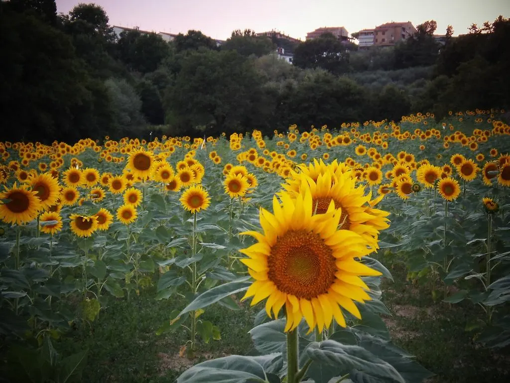 Podere La Capacciola Sinalunga Farm stay